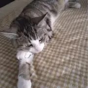 もずく