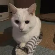 ウィル