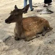 なおの画像