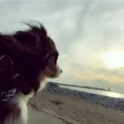 yoon