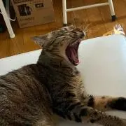 しゃ・てぃぐれの画像