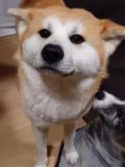 dajeromaの画像