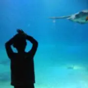 まゆの画像