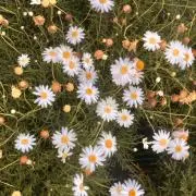 はくの画像