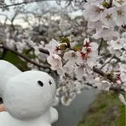アサシンの画像