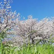 Mako