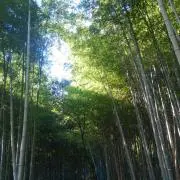 タキ