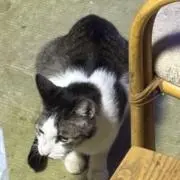 わたっすの画像