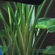 ゆう