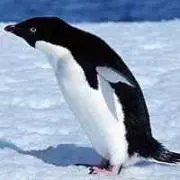 しまじろう