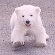 まあちゃん