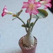 ゆめもんの画像