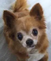 わんこ