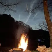 木の画像