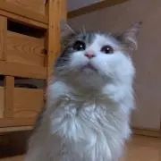 またろう