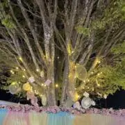 アナの画像