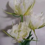 みるきーの画像