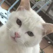 かにゃん