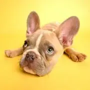Yellowの画像