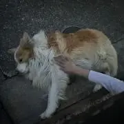 ゆの画像