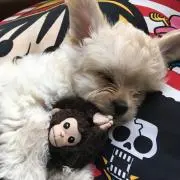 (*^▽^*)愛彩☆の画像