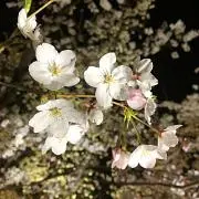 ぽの画像