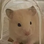 んぽちゃむの画像