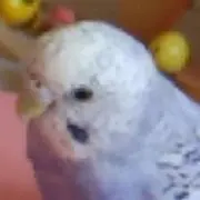 ハクの画像