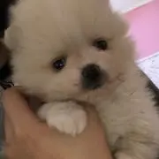 ♡の画像
