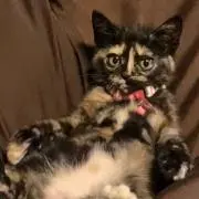 あむ