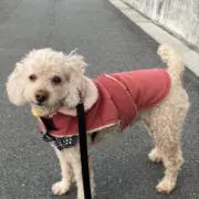 iLYの画像