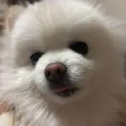 chii