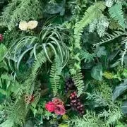 Annaの画像