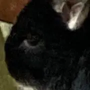 kt