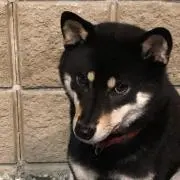 chachaの画像