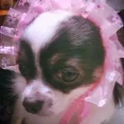 Shino