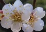 みけの画像
