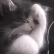 Miyaの画像