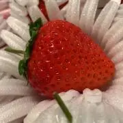 ぐぐりんの画像