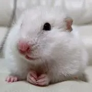 さっつんの画像