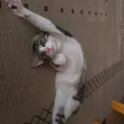 にゃんの画像