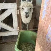 まー