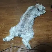 ニコニコ