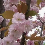 GMの画像