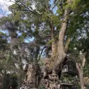タイサの画像
