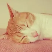 mofumofu5