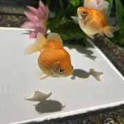 まなの画像