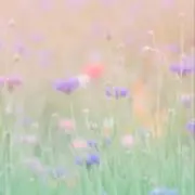 Ayu＊の画像