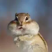 ゃあみぃの画像