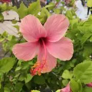 m.の画像